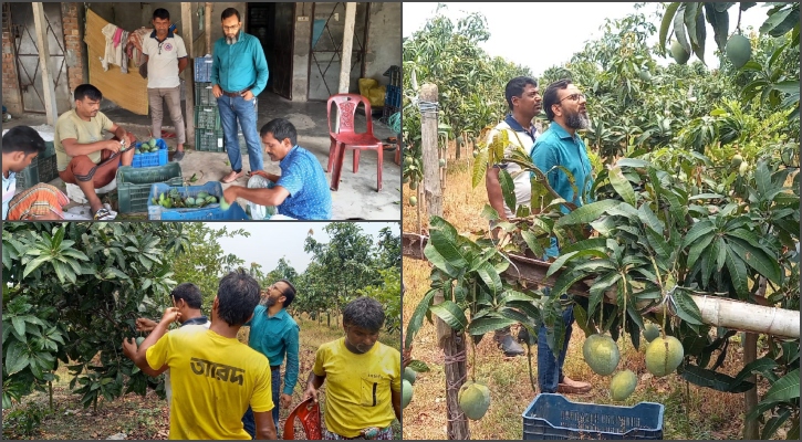 নাচোল থেকে হাঁড়িভাঙ্গা আম গেল সুইডেনে